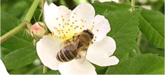 Bienenwunder im Garten